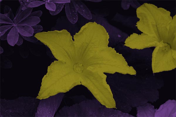 Image Hosted by ImageShack.us